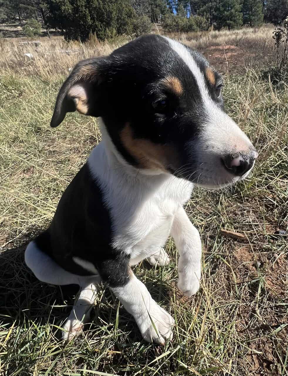 Ranch Pup -Boy 2 image 1
