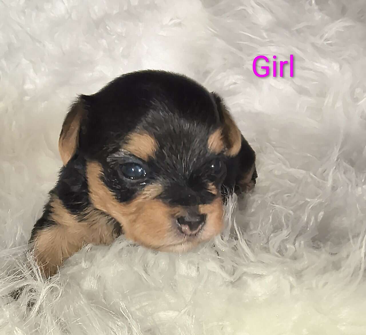 Yorkie puppies (Miami Fl) image 4
