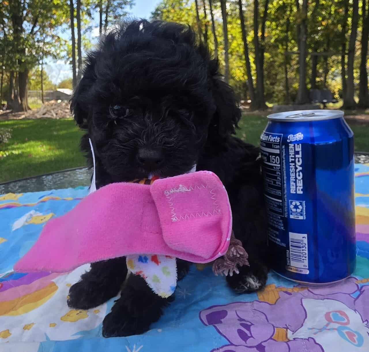 Toy poodle puppies image 2