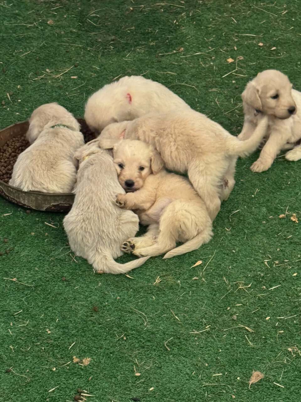 F1 Goldendoodle Puppies image 5