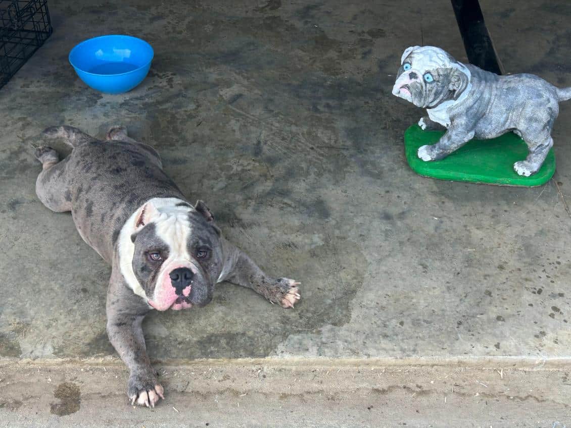American Bullys image 12