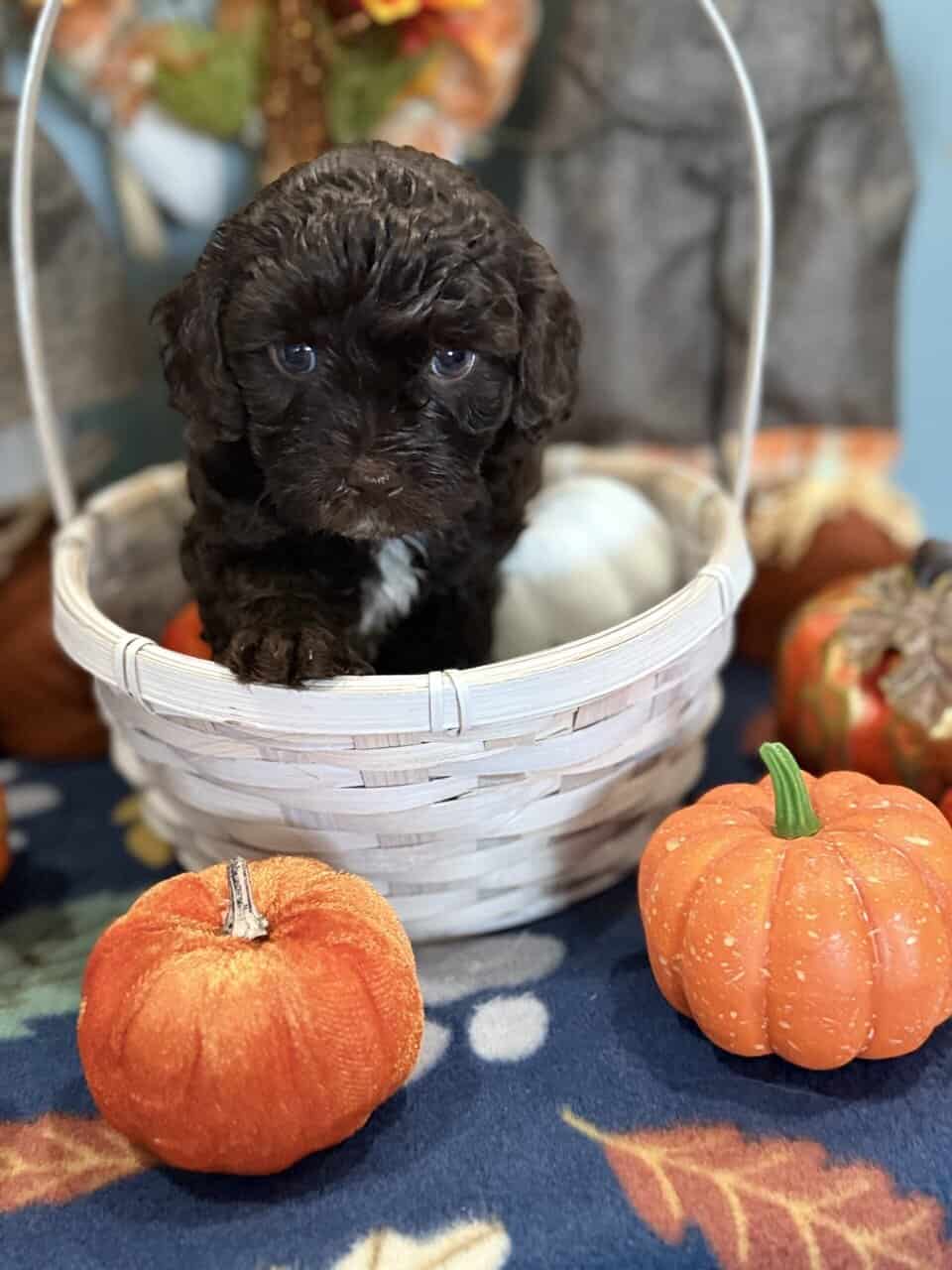 Golden doodle/Shih Tzu Miniature puppies image 3