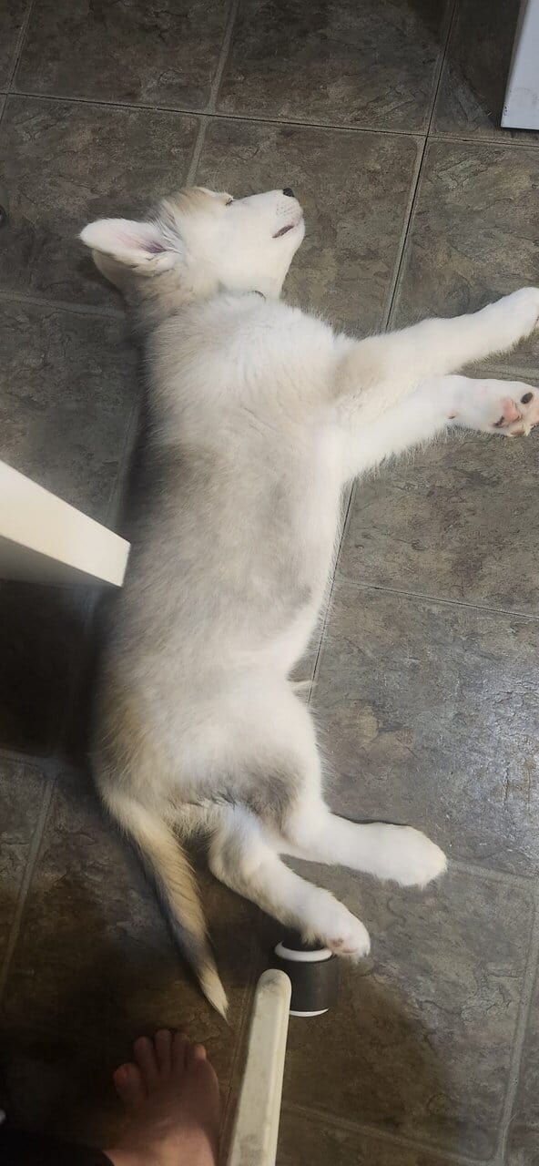 Husky Puppy image 2