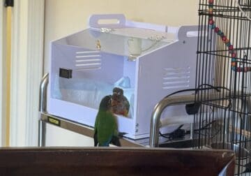 8 week old conures