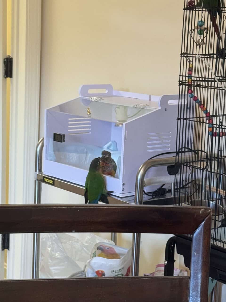 8 week old conures image 1