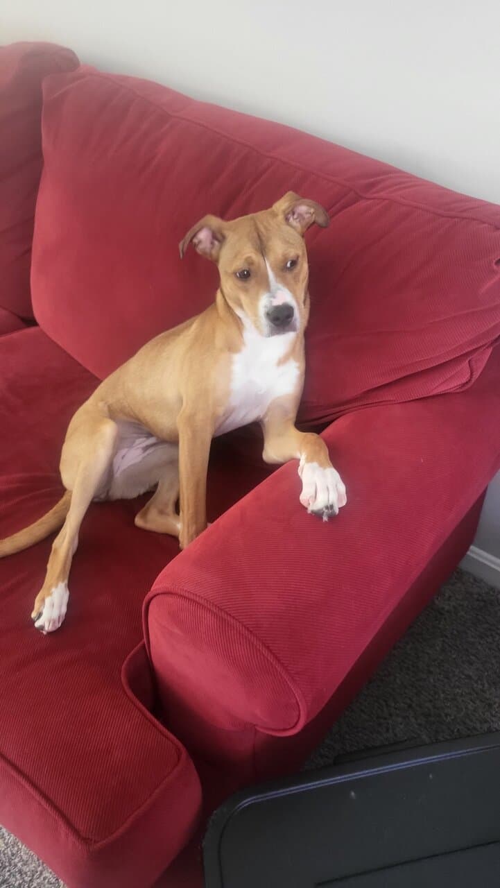 Looking for a loving family for Olive! image 3
