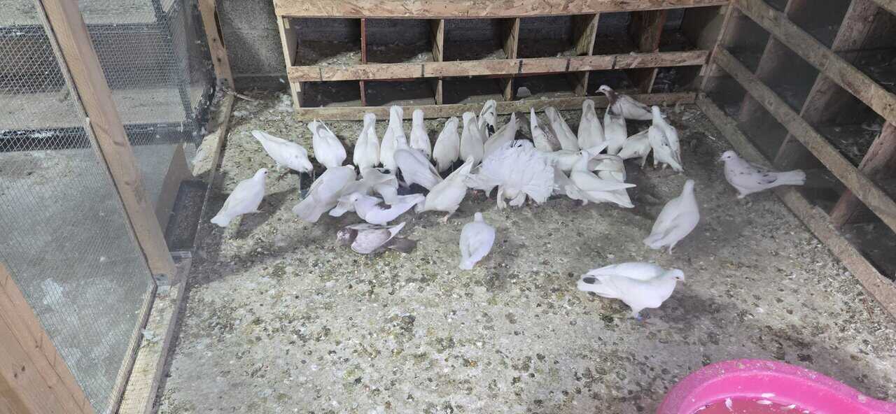 Pigeons image 8