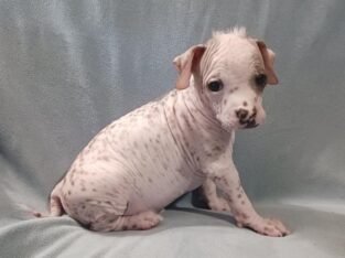 Biscuit-Chinese Crested Mix