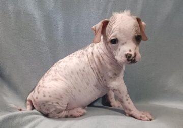 Biscuit-Chinese Crested Mix