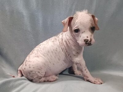 Biscuit-Chinese Crested Mix