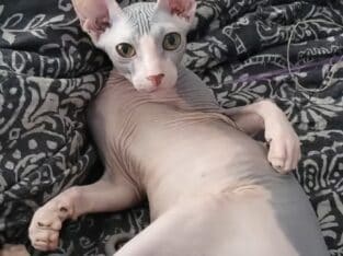 Don Sphynx, female, champion
