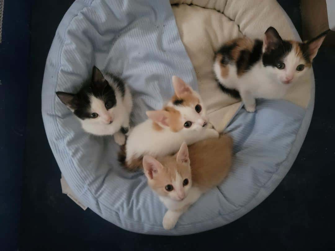 Nice Kittens image 1