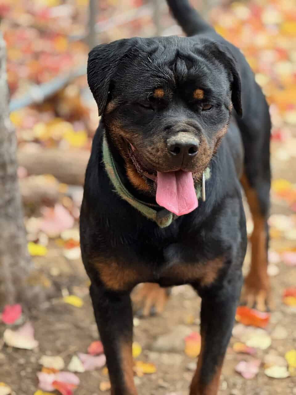 AKC Rottweilers image 1
