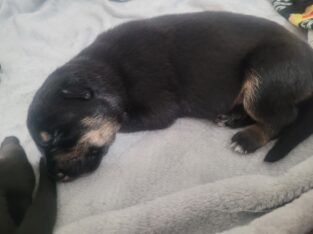 Full bred German Shephard puppies
