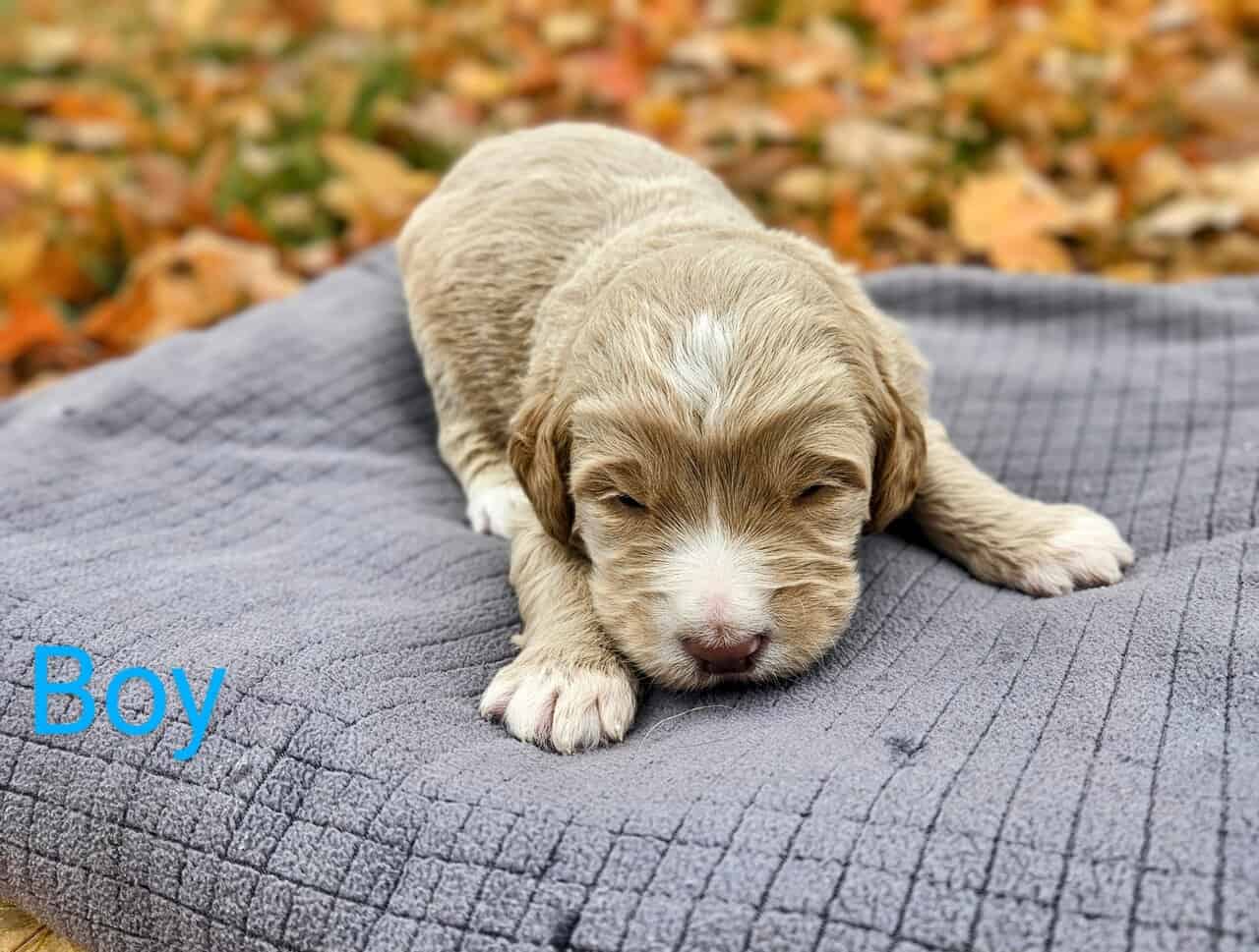 Goldendoodle puppies - take home nov 29 image 1
