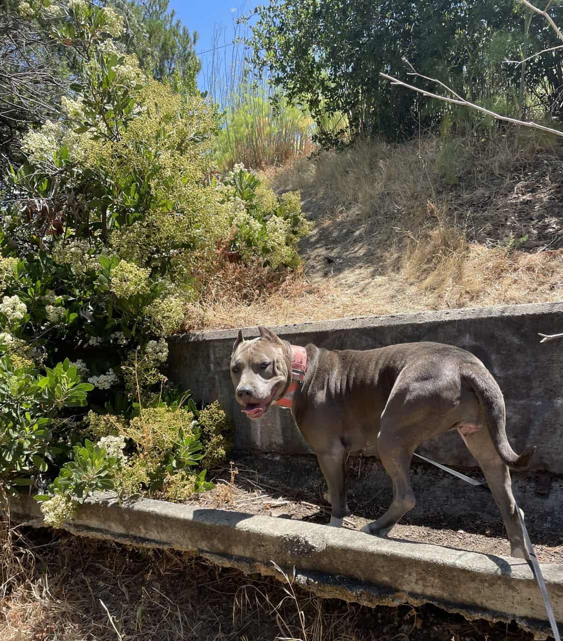 American Bully puppies 🐶 image 4