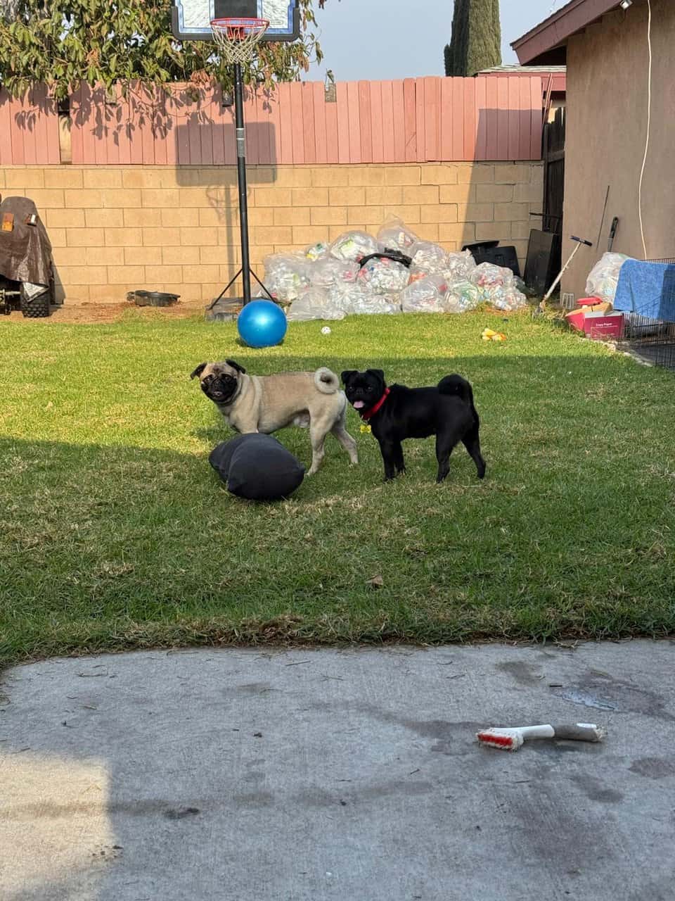 4 pug puppies image 9