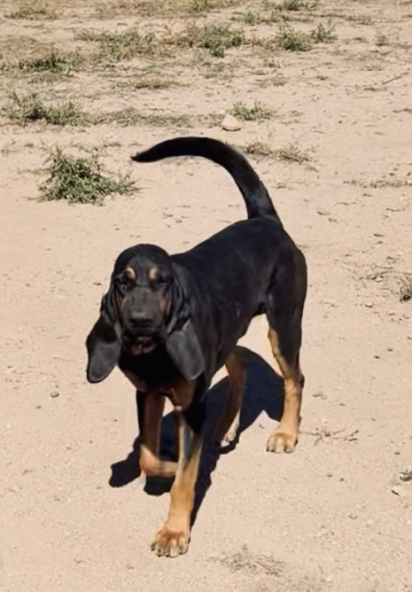 Male Bloodhounds image 7