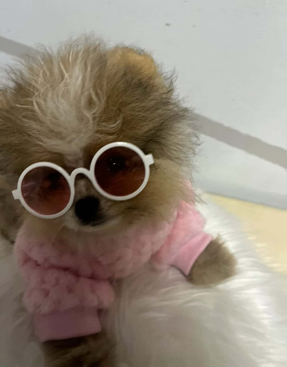 Pomeranians For Sale image 5