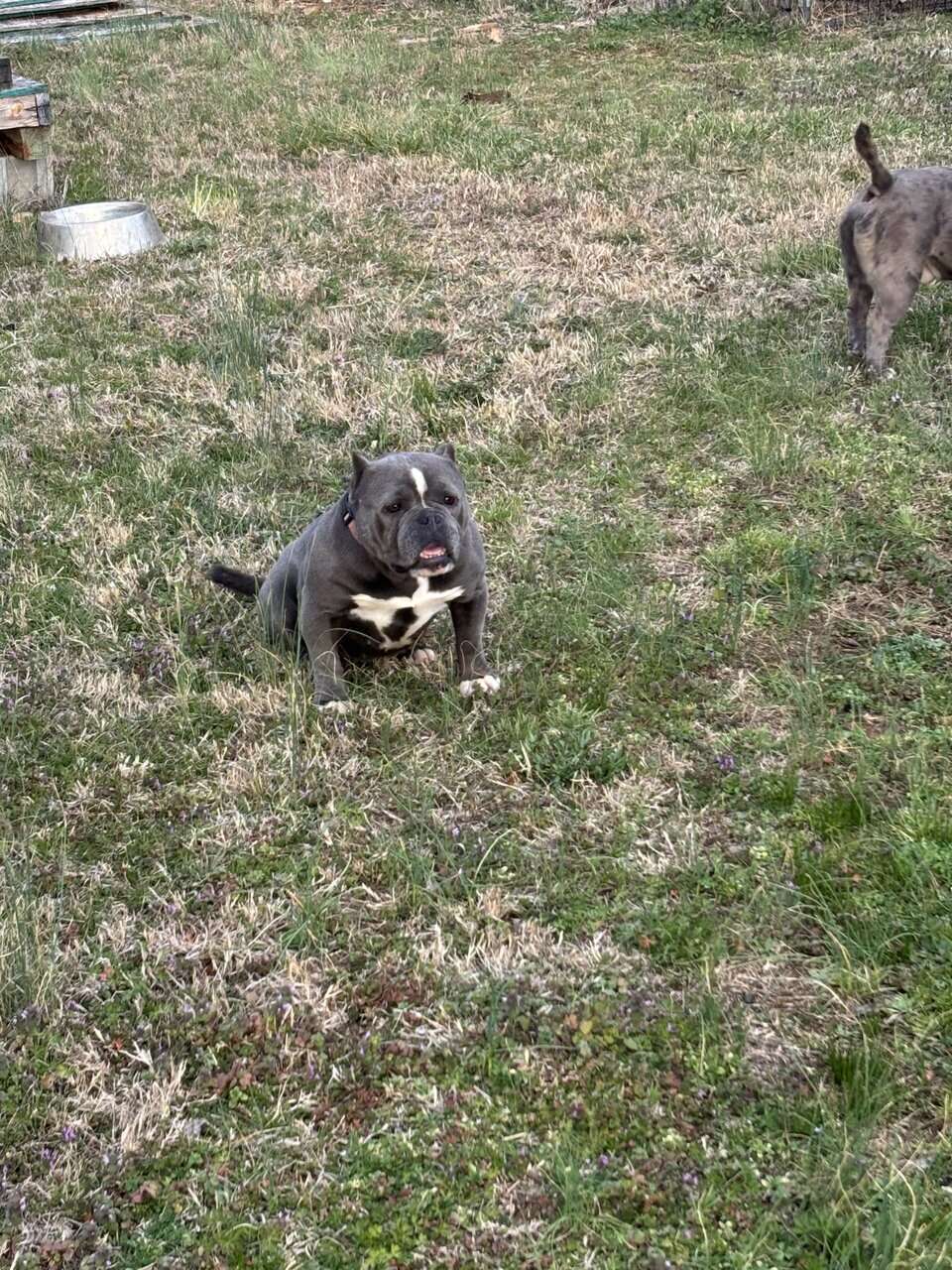 American Bullys image 8