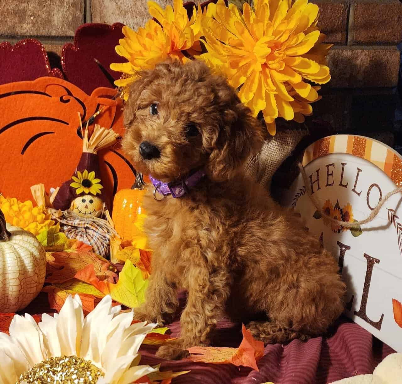 Poodle Puppies image 2