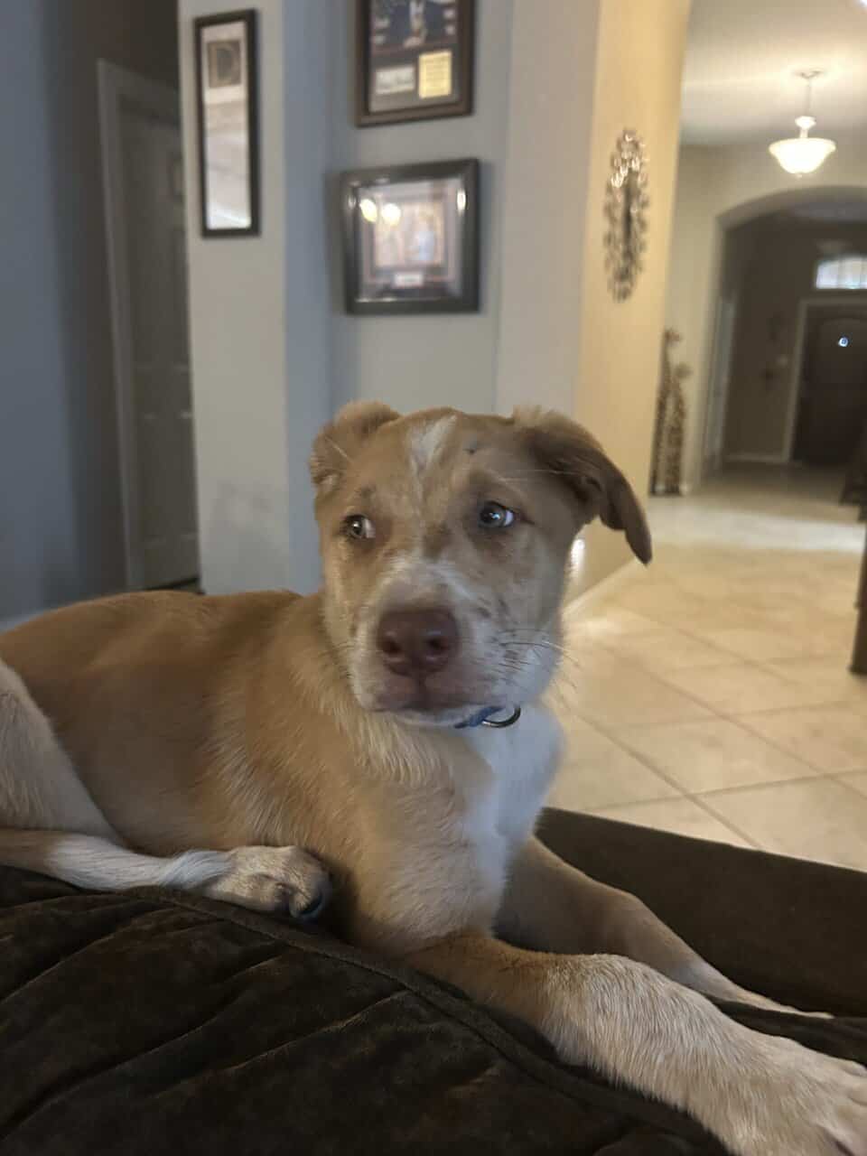 Free dog image 1