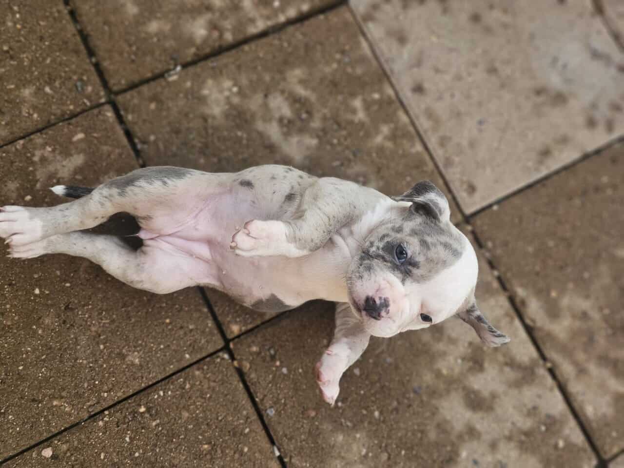 Tri merle French Bulldog/American bulldog image 2