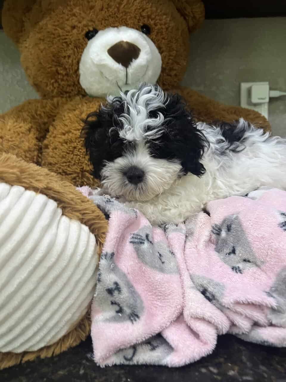 Maltipoo babies . Non shed image 5