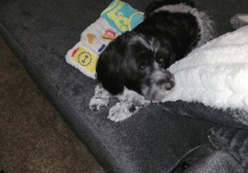 Rehoming Female Havense