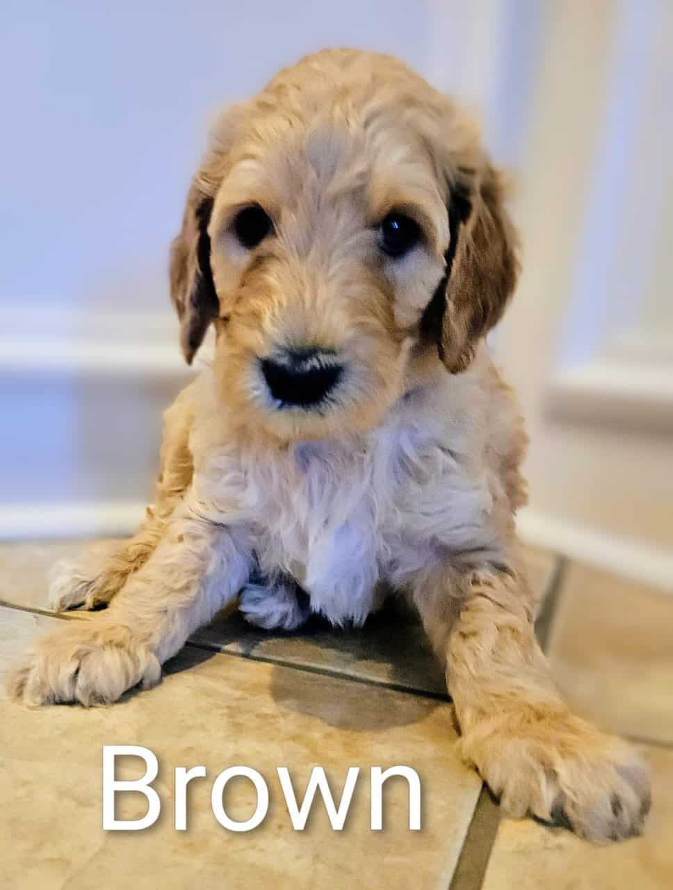Goldendoodle Puppies image 5