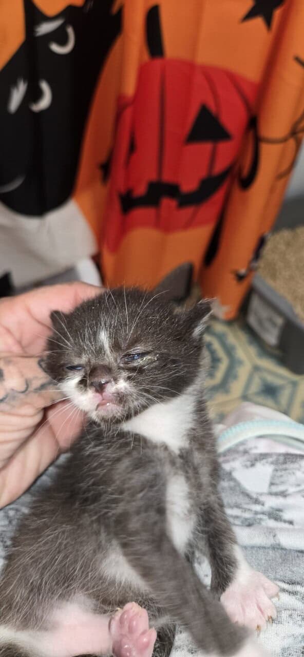 Dominant Blue Eyed Kittens image 5