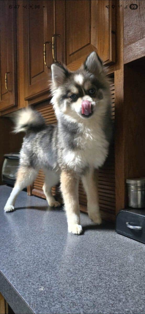 💙 Pomsky Lovers — Rare Opportunity, Unbeatable Pr image 12