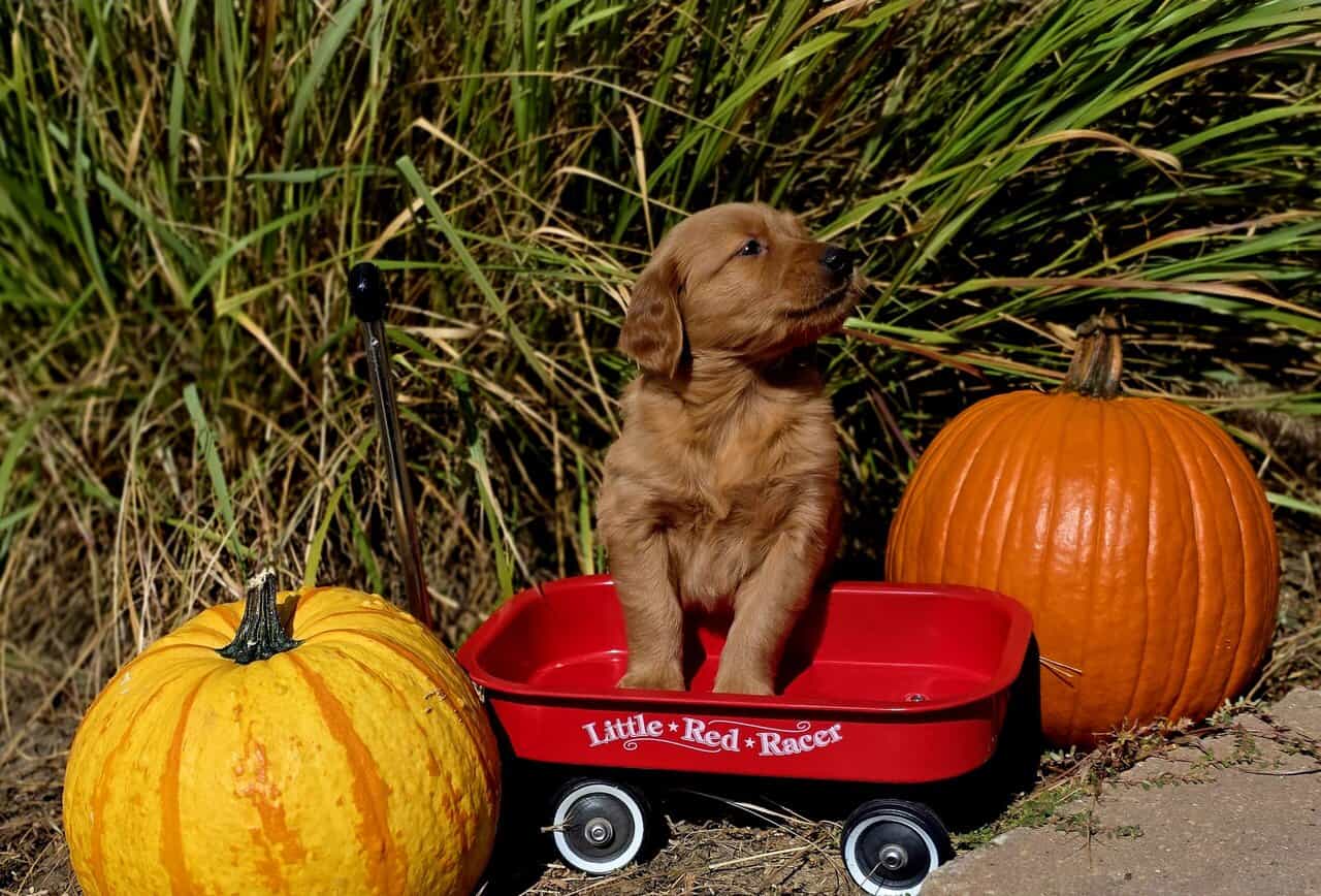 DARK RED AKC GOLDEN RETRIEVER PUPPIES image 9