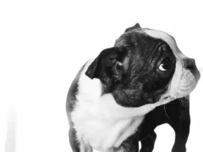 Two boston terrier puppies