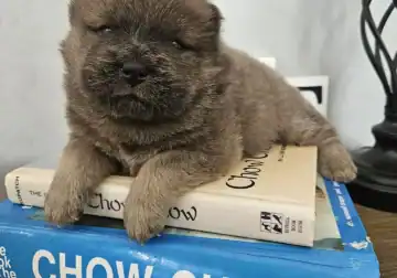CHOW CHOW PUPPIES FAMILY RAISED WELL BRED