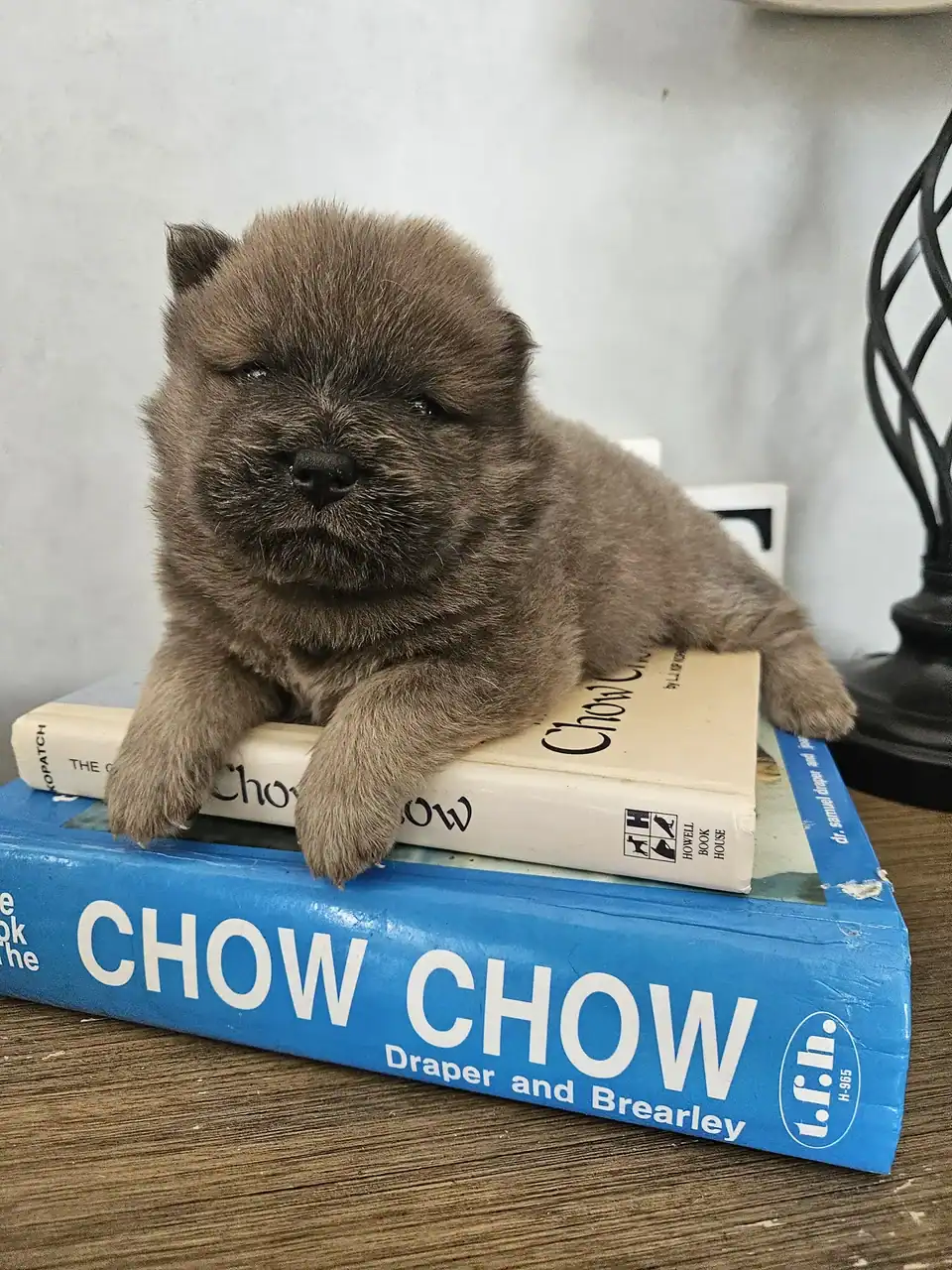 CHOW CHOW PUPPIES FAMILY RAISED WELL BRED image 1