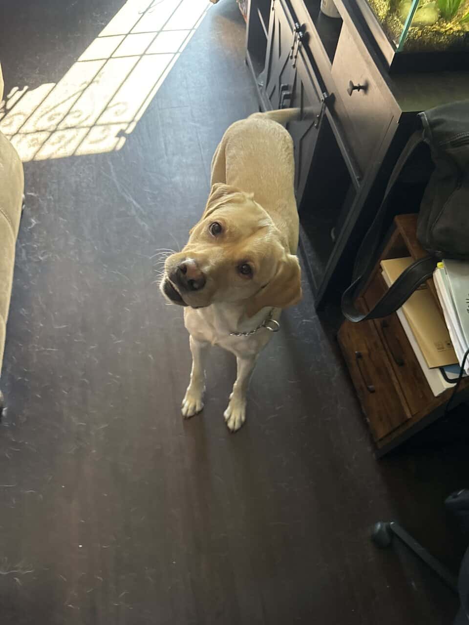 PUREBRED YELLOW LAB image 3