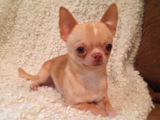 female chihuahus wanted for dying grandson