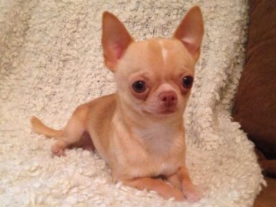 female chihuahus wanted for dying grandson