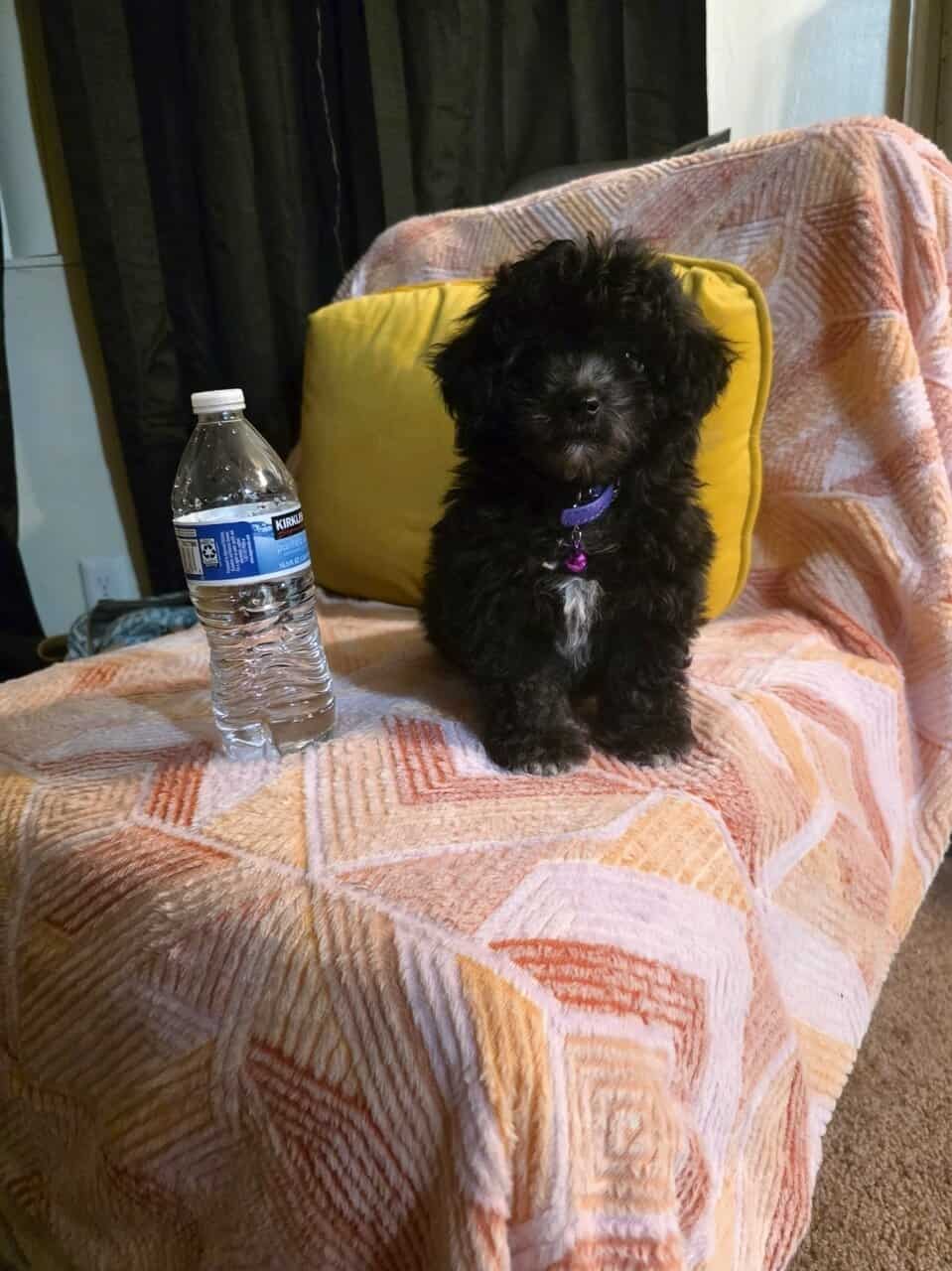 Toy poodle image 1