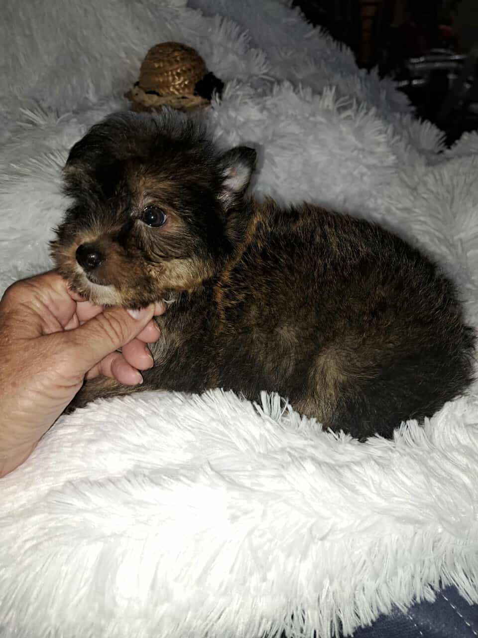 Nemecs Yorkies image 3