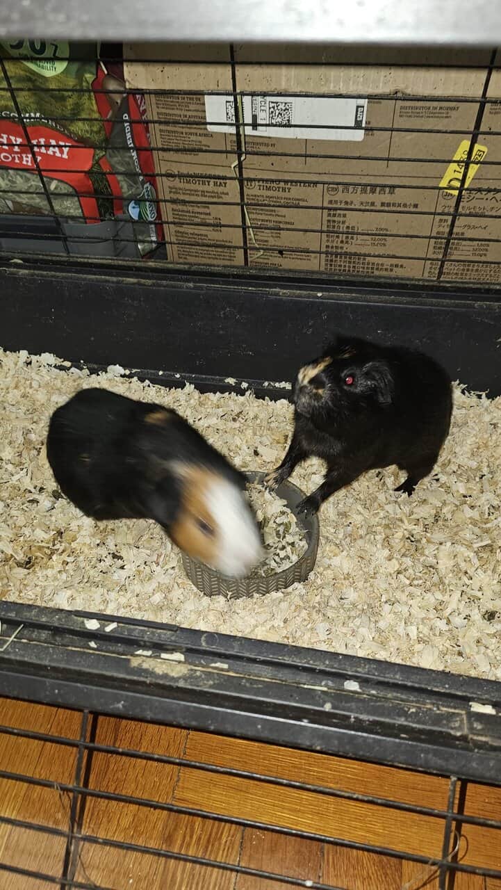 3 guinea pigs looking for a new family image 6