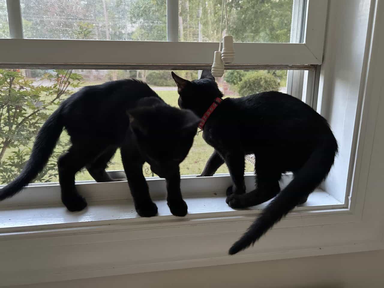 🐾 Bonded Black Kittens & Gray Pal – Shallotte NC image 10