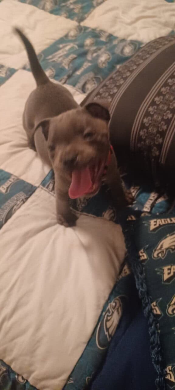 Staffordshire bull terrier pups image 10