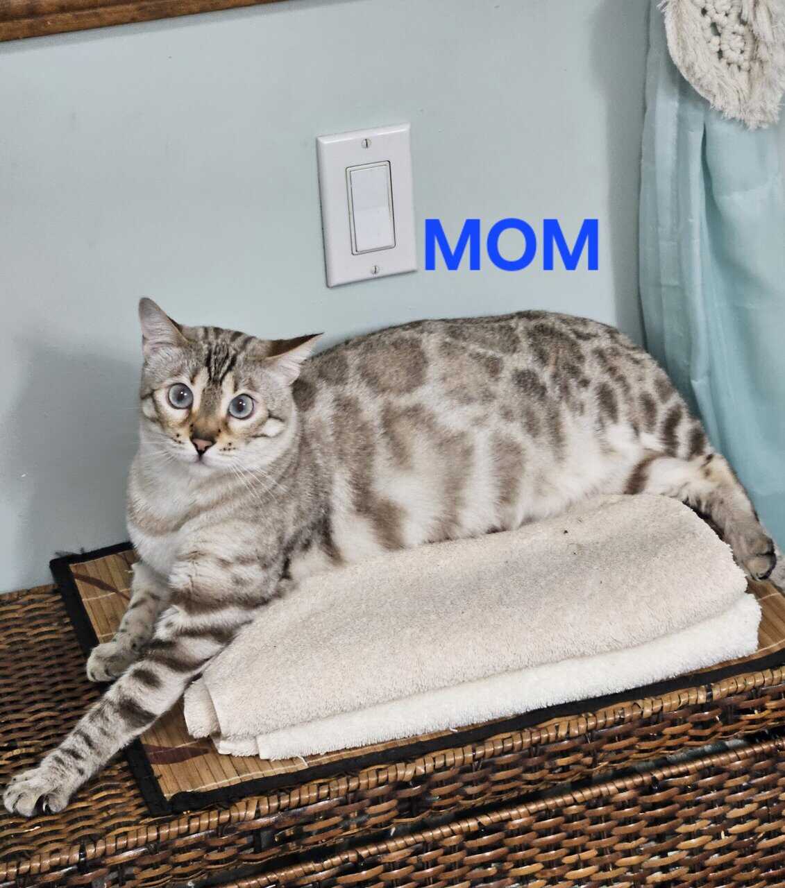 BENGAL KITTENS image 5