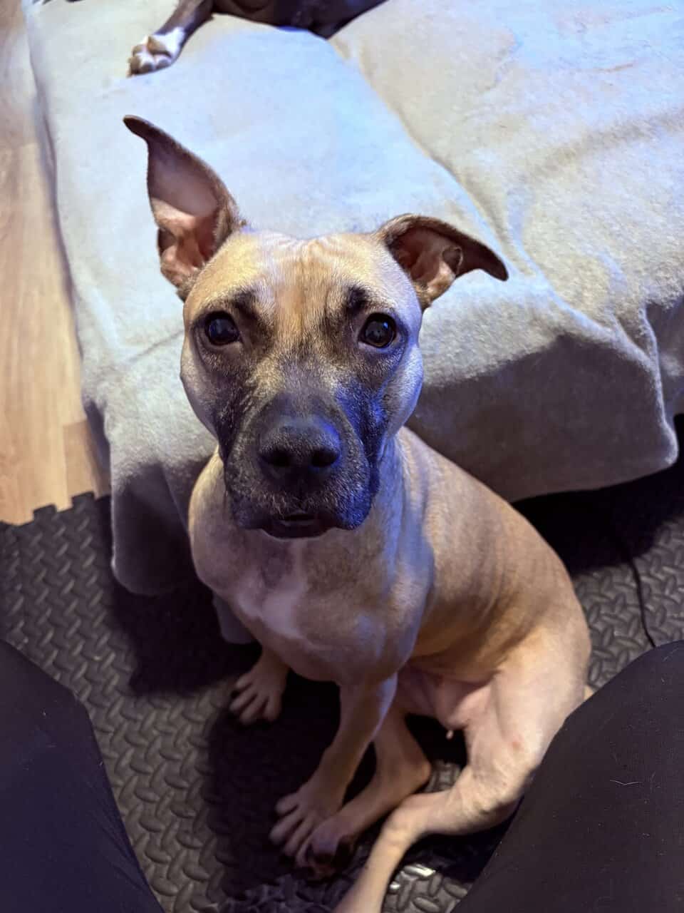 3-year-old dog, Aurora, for rehoming image 3
