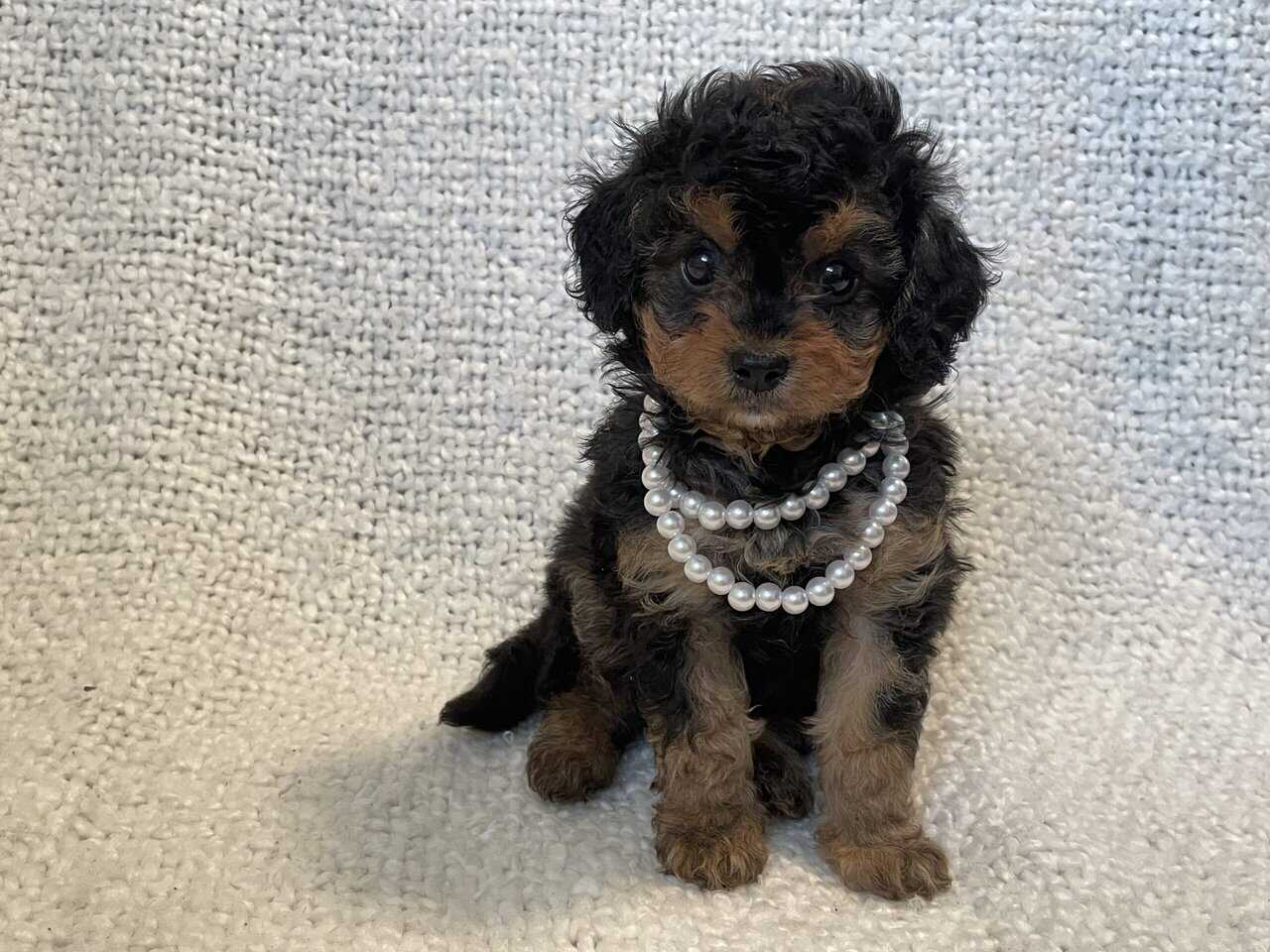 Cavapoo puppies image 13