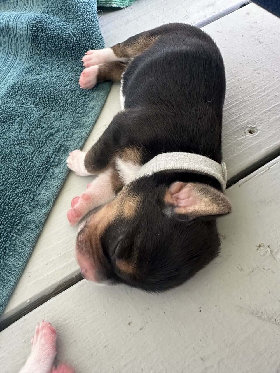 Pure Bred Beagle Puppies image 16