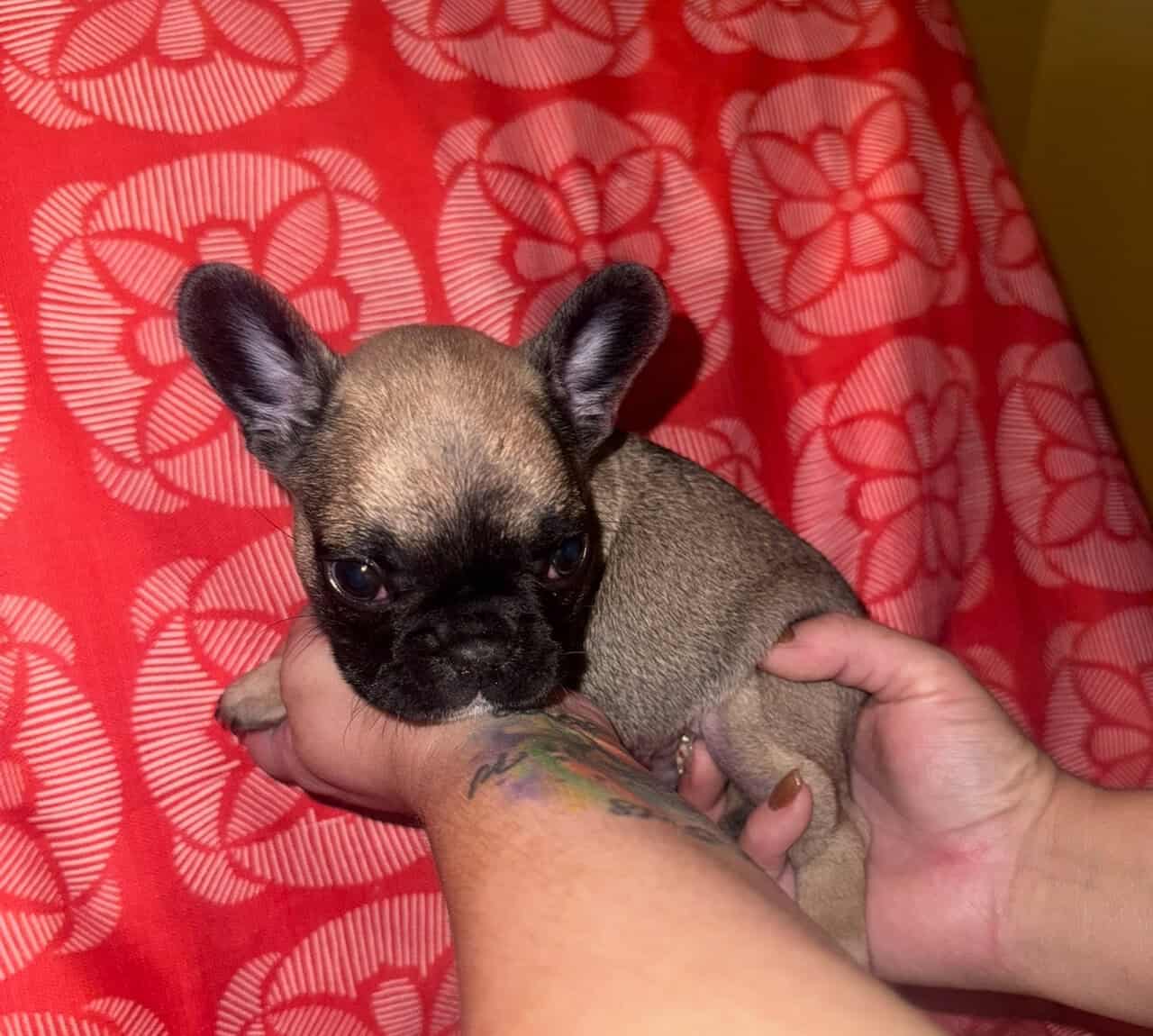 French bulldog puppies akc image 6