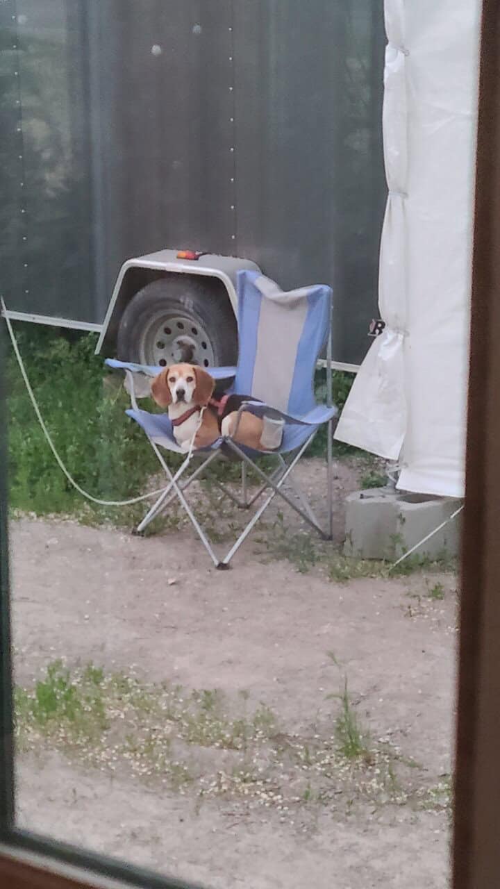 Rehome Sweet Beagle (purebread male intact) image 13